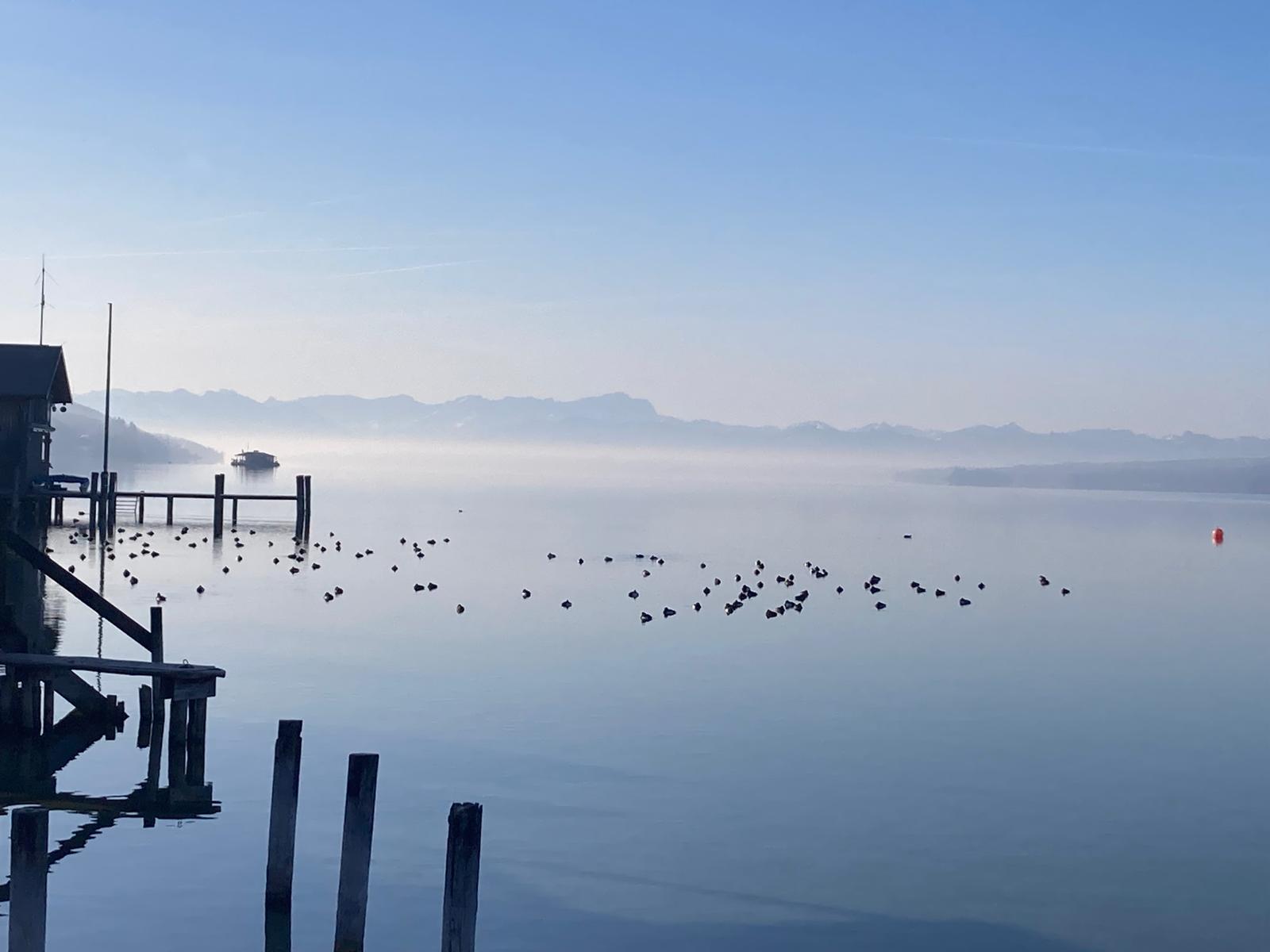 Ruhiger See im Morgennebel mit Steg und Wasservögeln